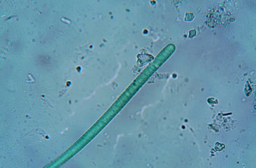 Dokument z potencjalnym lekarstwem na raka został odtajniony po 60 latach
