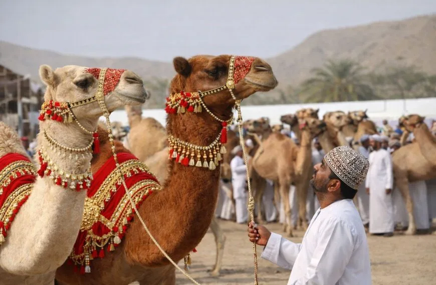 Wielbłąd po botoksie, czyli kiedy pustynna próżność spotyka medycynę estetyczną
