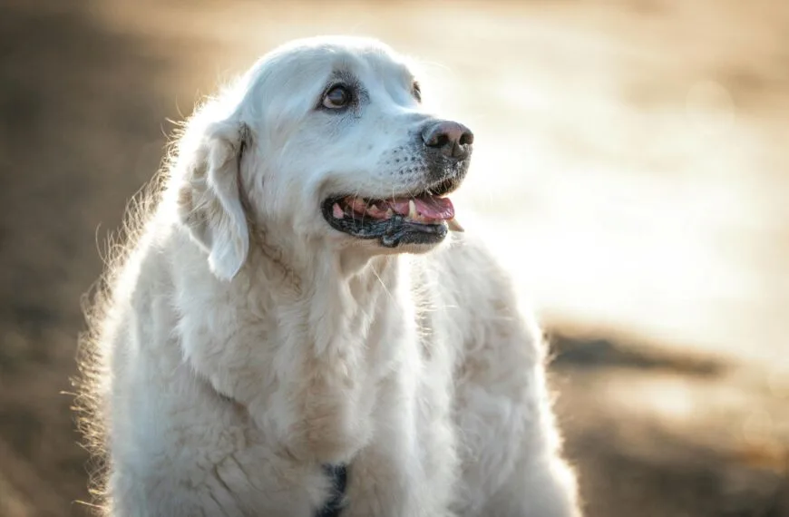 Psia młodość w pigułce. Technologia wchodzi do weterynarii z wielką obietnicą