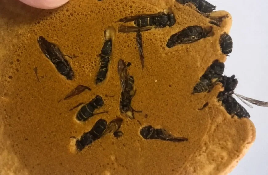 Jibachi Senbei. Japoński przysmak z osami, który rzuca wyzwanie zachodniemu podniebieniu